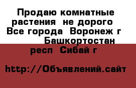 Продаю комнатные растения  не дорого - Все города, Воронеж г.  »    . Башкортостан респ.,Сибай г.